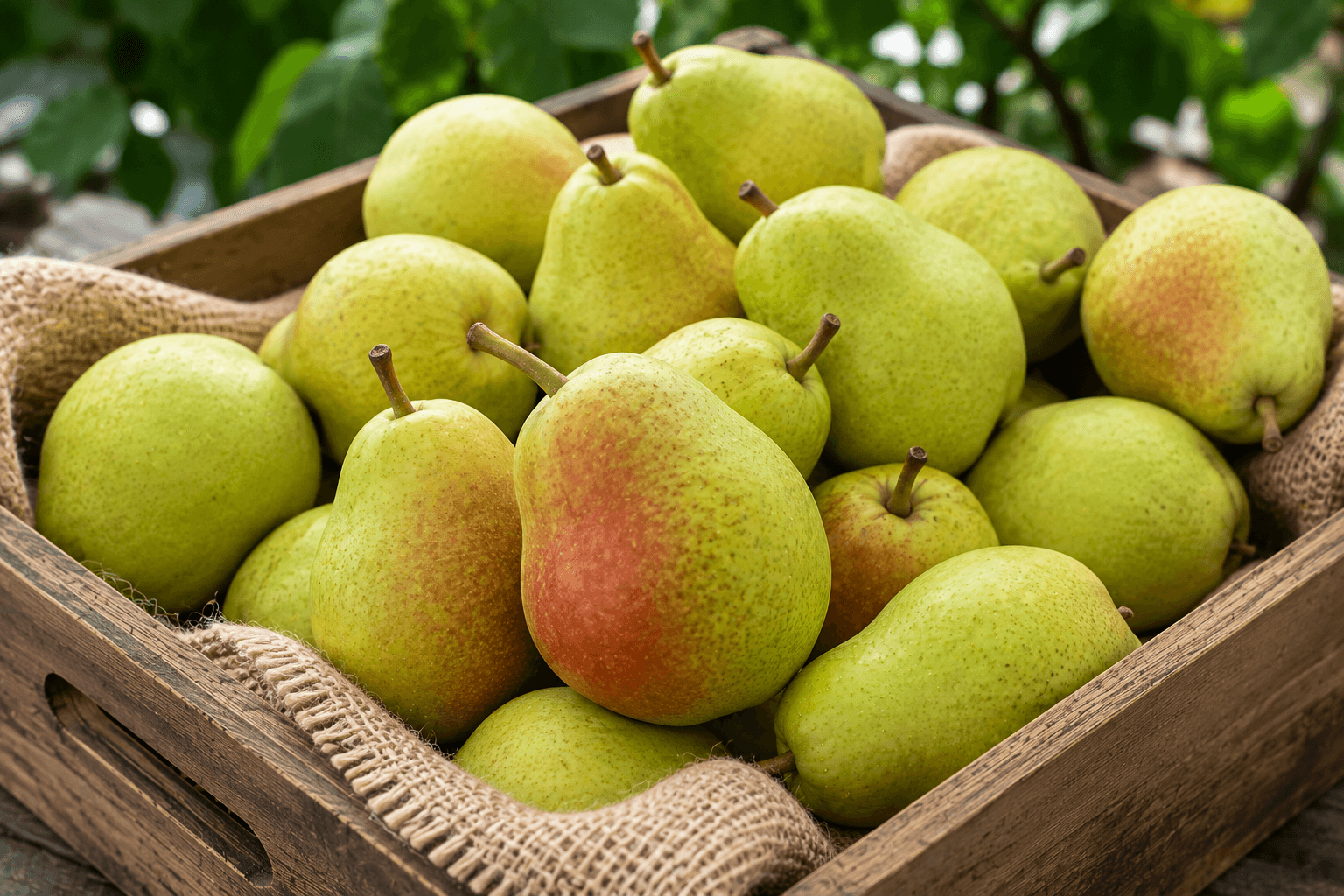 Pears
